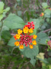 Lantana camara