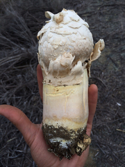 Agaricus texensis image