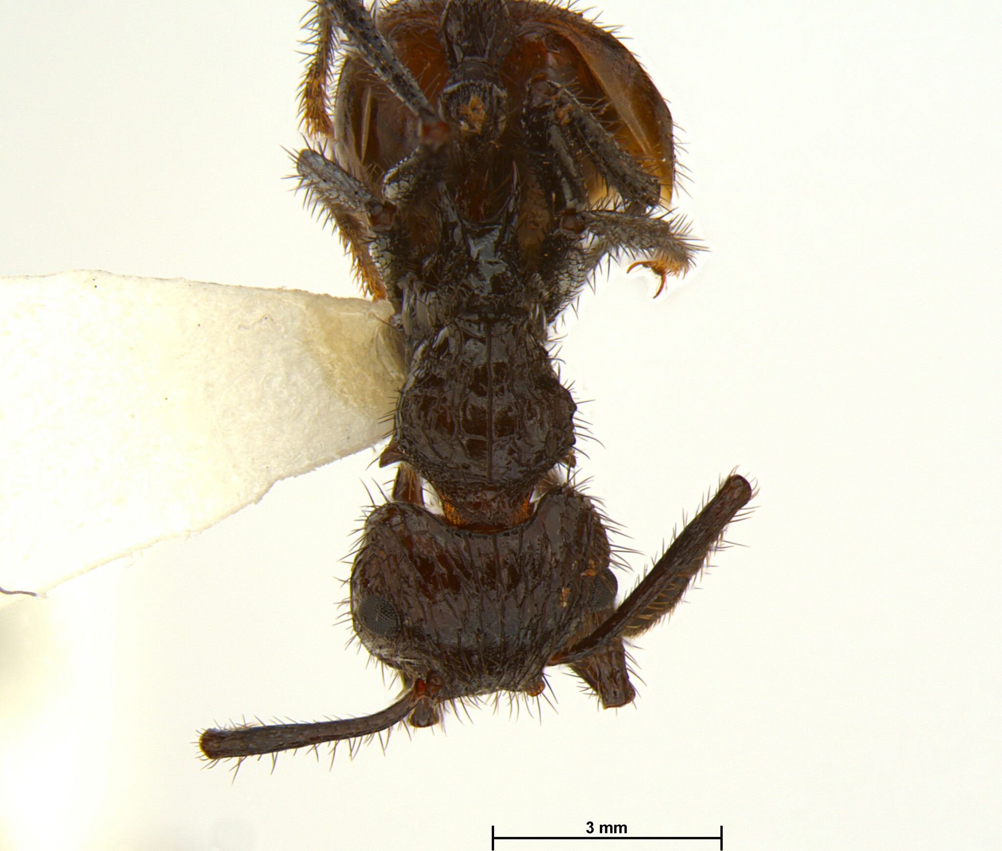 Myrmicaria salambo
