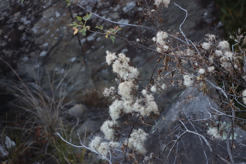 Image of Helichrysum sutherlandii by (c) Tony Rebelo, some rights reserved (CC BY-SA)