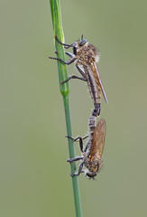 Dysmachus fuscipennis