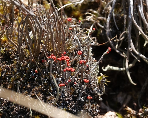 Flörkes Scharlachflechte