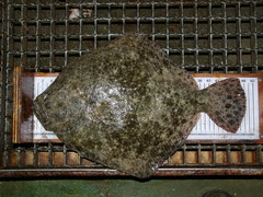 Scophthalmus rhombus