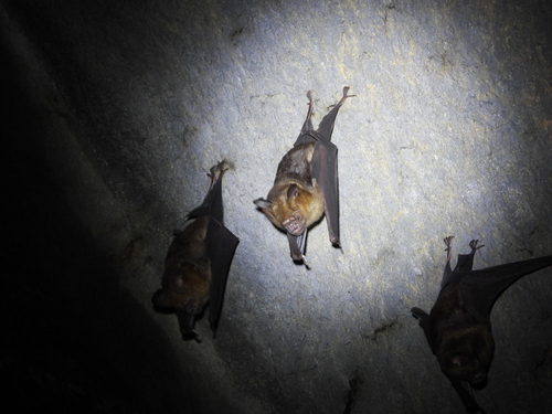 Hipposideros turpis observed 2024-07-30
