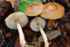 Rhodocollybia butyracea image