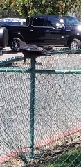 Corvus brachyrhynchos