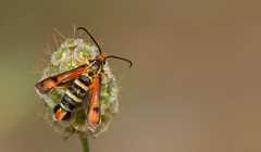 Pyropteron minianiforme