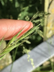 Elymus caninus