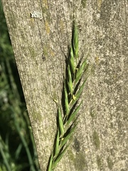 Elymus caninus