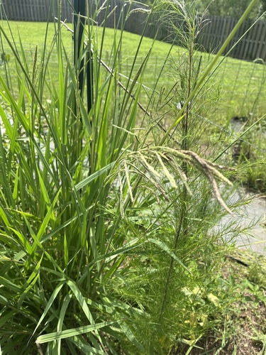 Paspalum urvillei