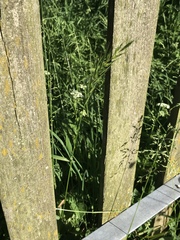 Elymus caninus