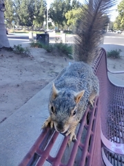 Sciurus niger