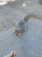 Sciurus niger