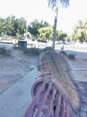 Sciurus niger