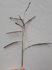 Poaceae