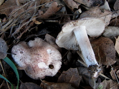 Inocybe adaequata image