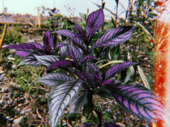 Strobilanthes auriculata dyeriana