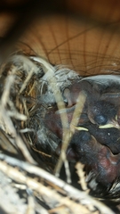 Troglodytes aedon parkmanii