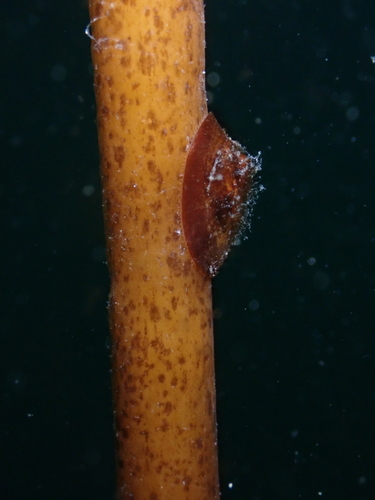 Rocking Chair Limpet