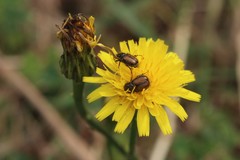 Chasmatopterus villosulus