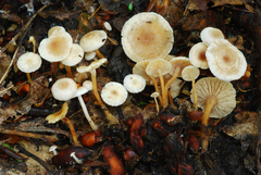 Collybia tuberosa image