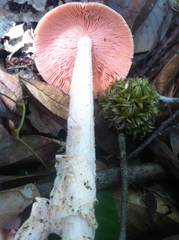 Amanita pallidocarnea image