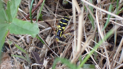Superb Ant-hill Hoverfly, 3431 HZ Nieuwegein, Nederland, photo 10 of 10