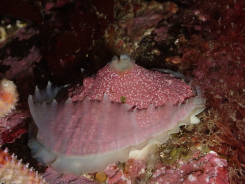 Rough Keyhole Limpet