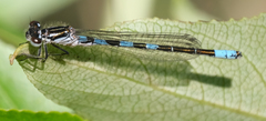 Coenagrion resolutum