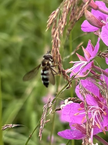 Black-legged Gossamer photo 2