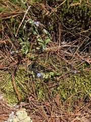 Myosotis stricta