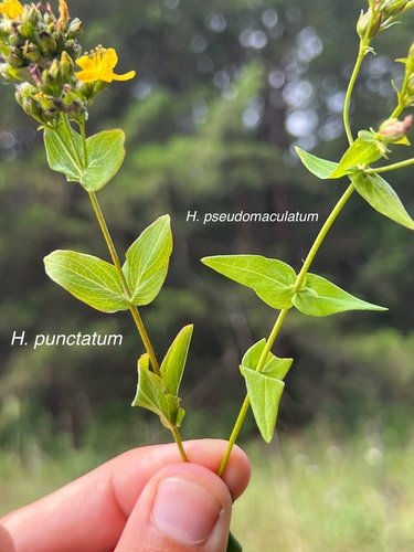 Spotted St. Johnswort (Hypericum punctatum)