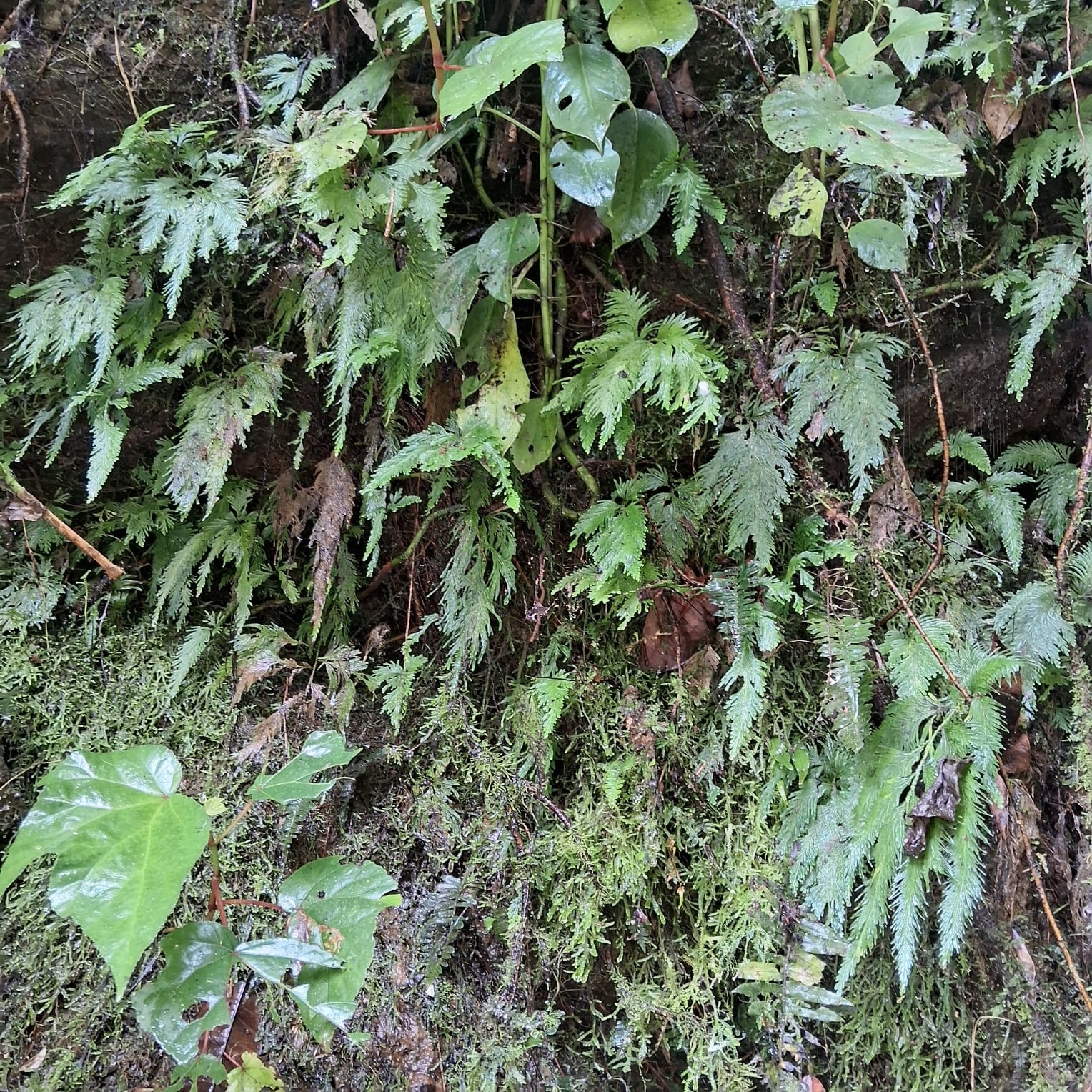 Imagem de Samambaia-clubinho