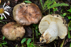 Russula cyanoxantha image