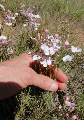 Penstemon ambiguus