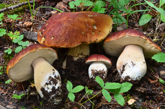 Boletus rubriceps image