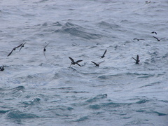 Hydrobates pelagicus