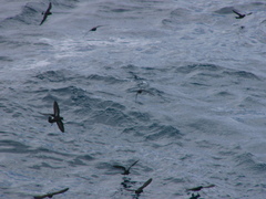 Hydrobates pelagicus
