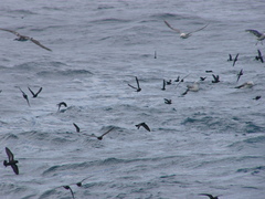 Hydrobates pelagicus