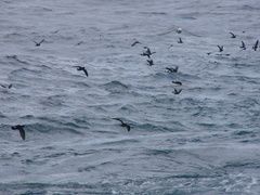 Hydrobates pelagicus