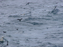 Hydrobates pelagicus