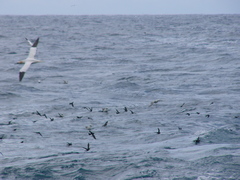 Hydrobates pelagicus
