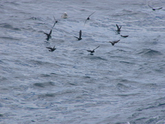 Hydrobates pelagicus