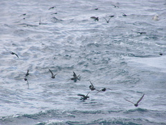 Hydrobates pelagicus