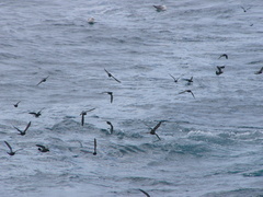 Hydrobates pelagicus