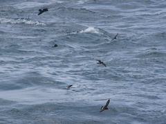 Hydrobates pelagicus