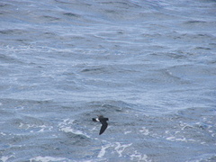 Hydrobates pelagicus