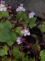 Cymbalaria muralis