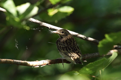 Tree Pipit (Anthus trivialis), photo 10