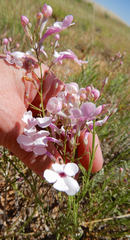 Penstemon ambiguus